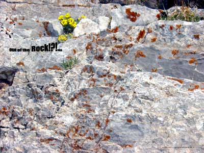 This is a photograph of rock being ground up by a wild flower.